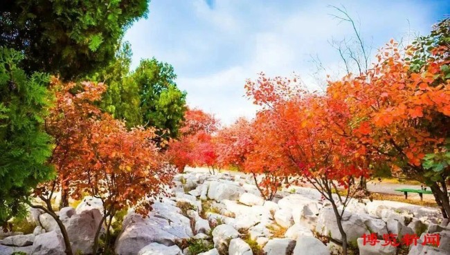 红叶为笔、山水为卷，淄博这些景区藏着浓墨重彩的秋天