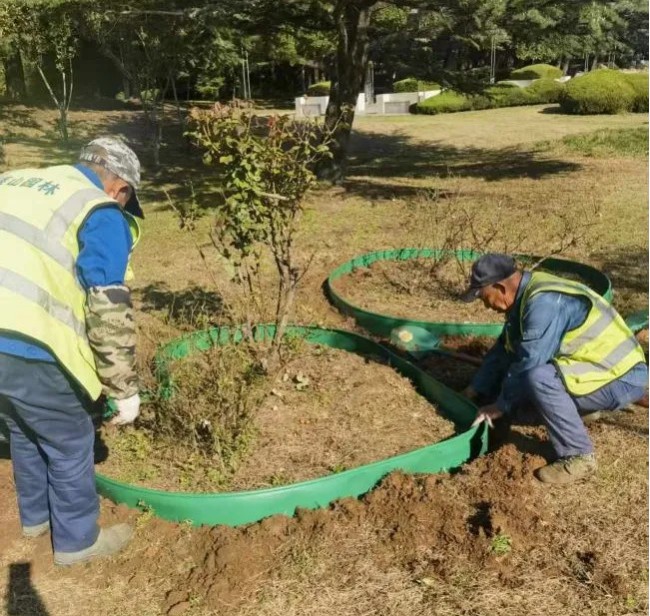 描白裙以御寒冬，梳绿妆而透美景——烟台莱山街头正悄然“焕新”