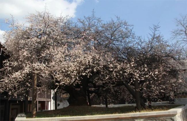 痴于梅花、友于梅花、师于梅花——中国艺术研究院唐建教授云南寻访古梅纪实