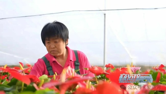 一朵花的“共富账本”