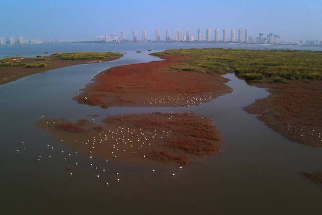 万鸟翔集绘就生态画卷,青岛白沙河湿地焕生机
