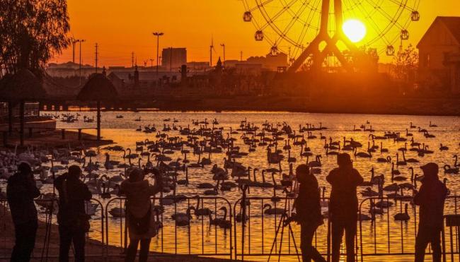 威海荣成:万羽天鹅栖湖湾 绘就生态新图景