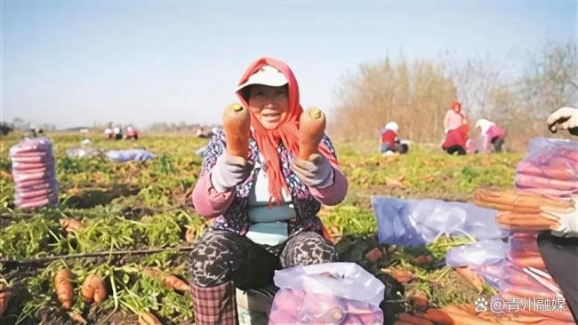 潍坊青州：特色产业“蔬”写乡村振兴绿色篇章