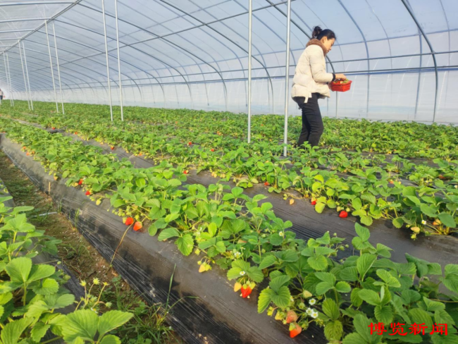 淄博:冬季采摘正当时 特色农业助增收