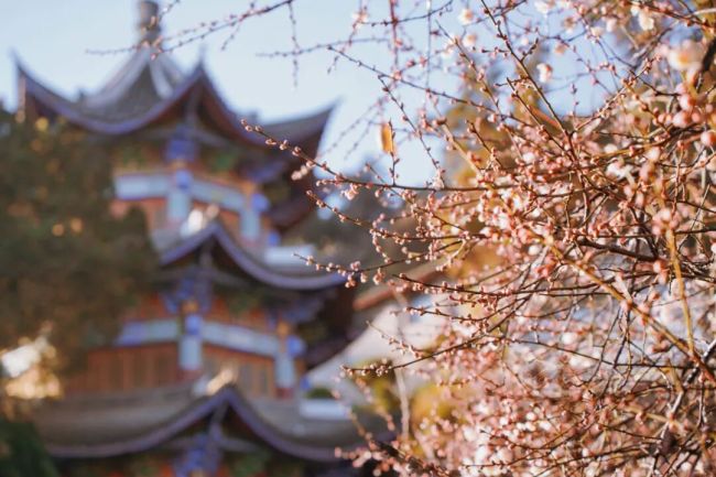 二十年“梅痴”的文化坚守——唐建与古梅的守护、传承与振兴