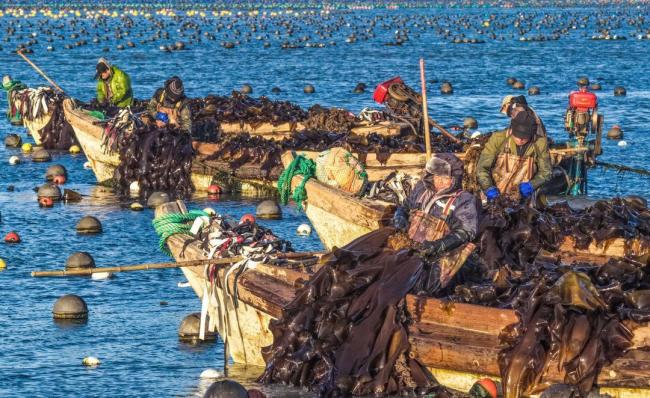 海洋经济加速跑，威海荣成蓝色动能正澎湃