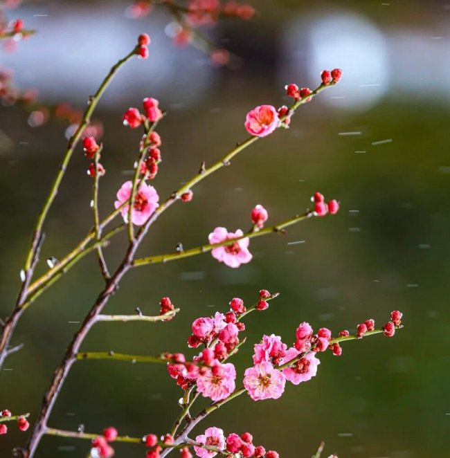 威海发布春日赏花指南，邀您共赴山海花事之约