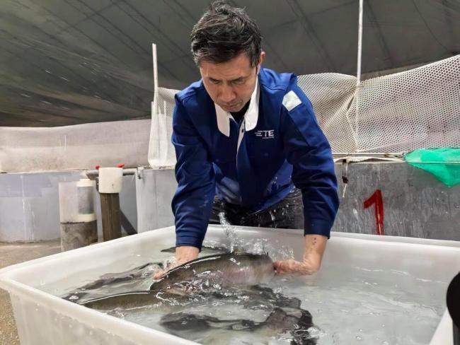 青岛莱西市水集街道育出7万尾三文鱼,本土鲜鱼即将游上市民餐桌