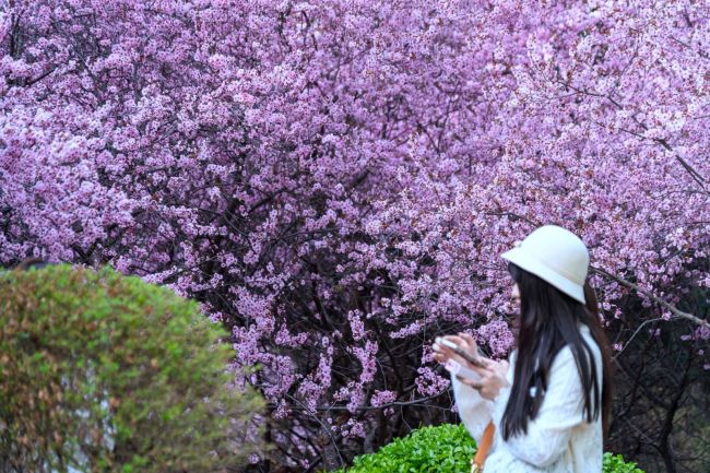 古礼祭扫、踏青赏花，清明假期来山东这些地方就对了