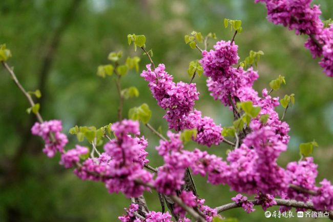 济南护城河畔紫荆花盛开，解锁春日限定美景