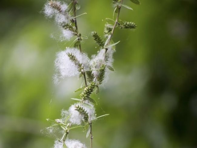 杨树柳树毛子这么烦人为什么不能把树都砍了？相关部门回应→