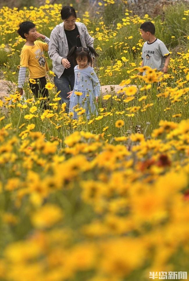 初夏繁花上线!青岛李沧区老虎山公园菊海绽放扮靓岛城