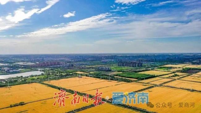 济南市商河县89.4万亩小麦开镰收割