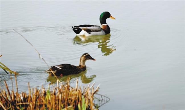 11月19日，在西安浐灞国家湿地公园水面悠闲游 弋的鸟类。