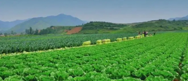 陕西省加快推进现代蔬菜产业高质量发展 到2025年全省蔬菜实现产值780亿元