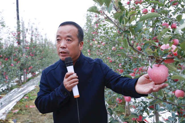 陕西洛川：深耕“农文旅”融合 打造“中国苹果第一村”