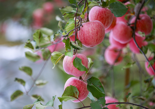 作为陕北苹果的发祥地，洛川苹果自1947年引进栽植至今，已走过75年的发展历程，截至2021年底，洛川县苹果总面积53万亩，农民人均3.3亩，居全国之首，苹果总产量98.5万吨,鲜果总收入65亿元，苹果产业总产值达到110亿元，果农人均可支配收入15900元。