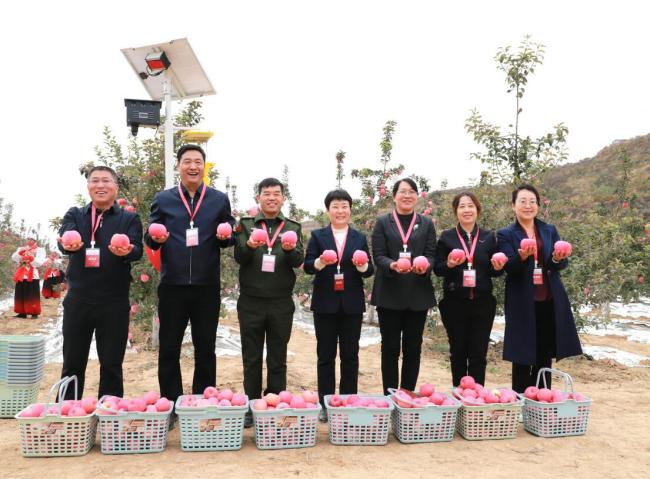 陕西绥德举办首届果王大赛暨第二届山地苹果采摘节