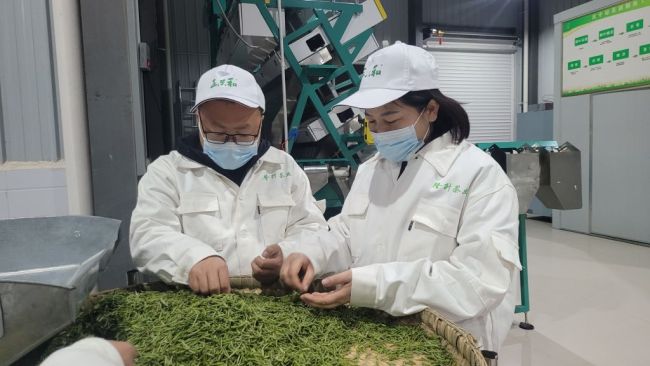汉中镇巴县隆升茶业开园采摘 第一锅春茶正式上市