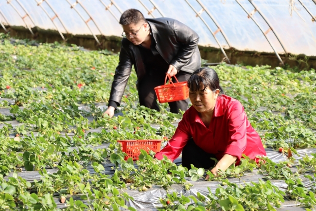 陕西神木：果蔬大棚春意浓 特色产业促增收