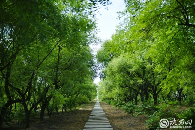 讲好生态故事 见证绿色榆林 文冠果成为靖边县绿色产业“新名片”