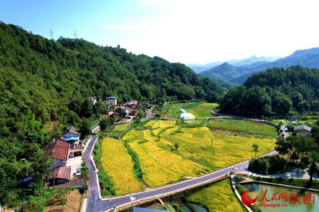 以“绿”为底，绘就秦巴腹地生态画卷