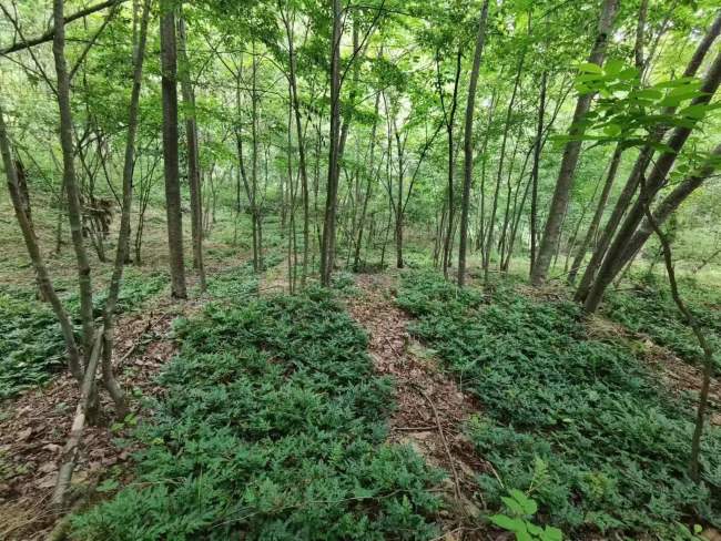 镇坪道地中药材“镇坪黄连”正式对外发布