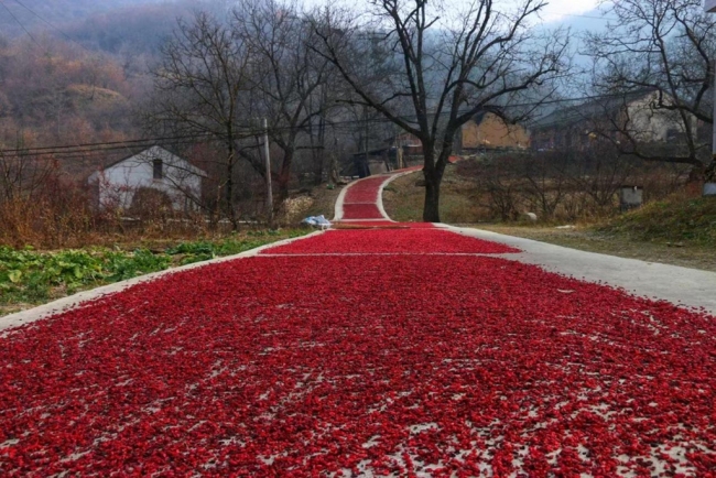 太白县桃川镇:奋力擘画乡村振兴新画卷