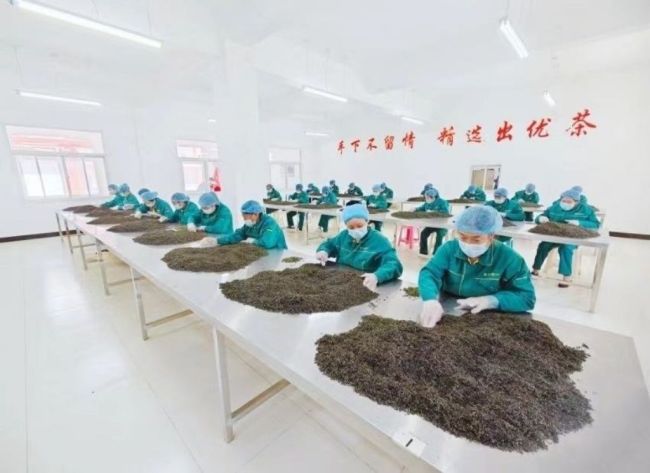 镇安县2024年春茶开采 11万亩秦岭高山象园雾芽茶抢鲜上市