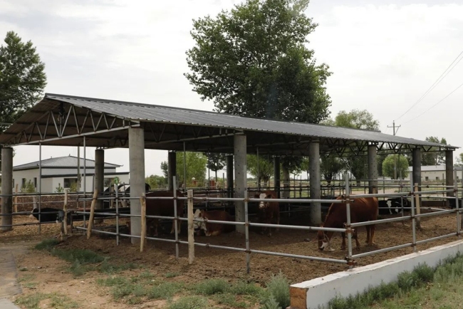 榆林市榆阳区:以新质生产力绘就乡村振兴新画卷