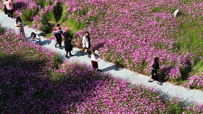 陕西白河：“花样经济”见证苏陕情深