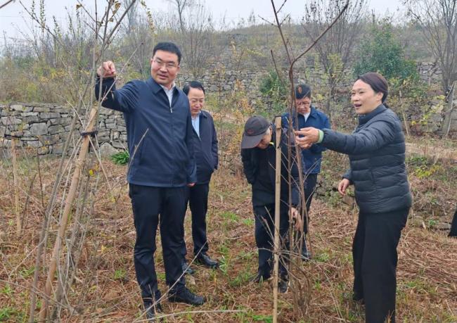 商州区区长支朝奇检查督导巩固衔接、基层社会治理和耕地保护工作