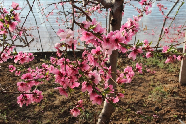 陕西神木：春到大棚绿意浓 桃花杏花绽芬芳