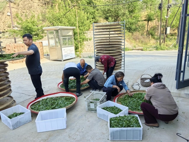 陕西佳县：枣芽变“金叶” 茶香飘出致富路
