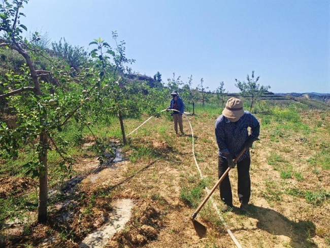 榆林市横山区武镇闹林沟村：一只果袋套出乡村振兴 “金疙瘩”