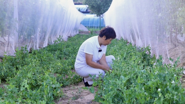 陕西府谷县黑山村：林下“生态鸡” 啄开幸福门