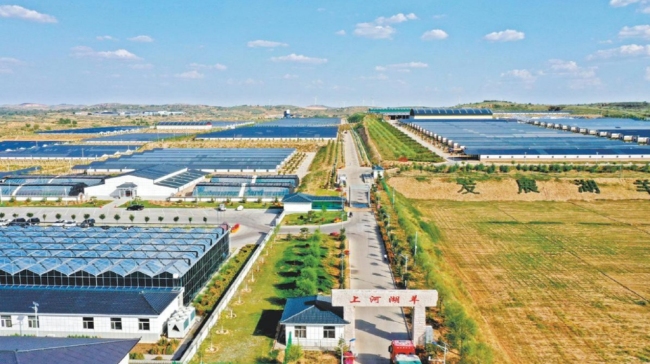 上河10万只湖羊养殖基地。