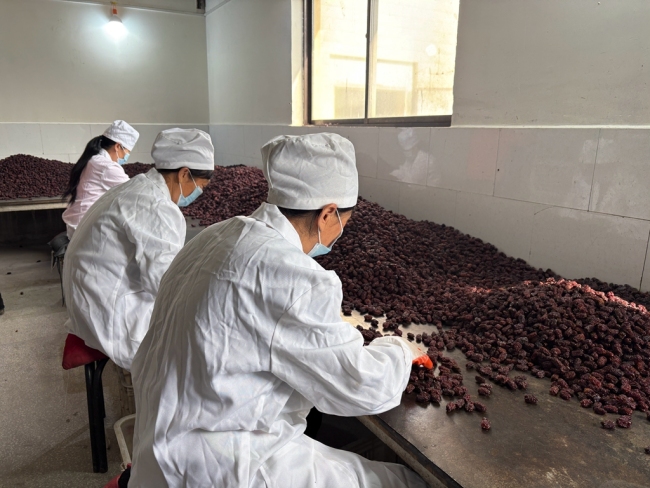 神木市万镇镇:紫晶枣“出海”东南亚 小红枣撑起村民致富伞