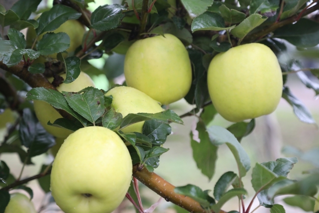 淳化瑞雪苹果试验示范站揭牌 着力打造全国瑞雪苹果示范基地