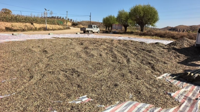 陕西靖边:小葵花做成富民大产业