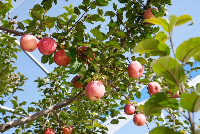 陕西靖边小河镇：果园丰收果农喜盼销路