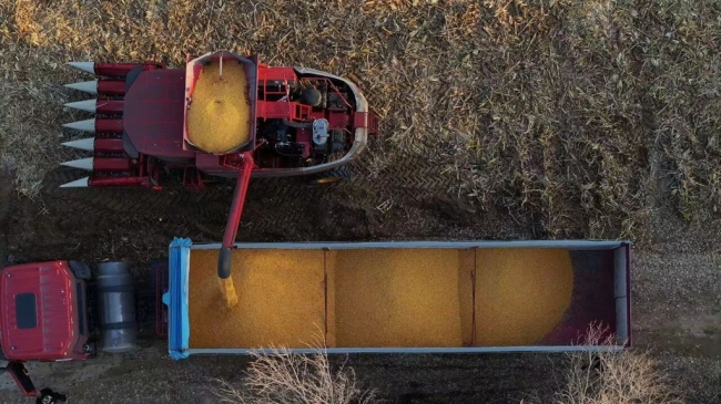 榆林市榆阳区玉米秋收全面推进 机械化助力丰产丰收