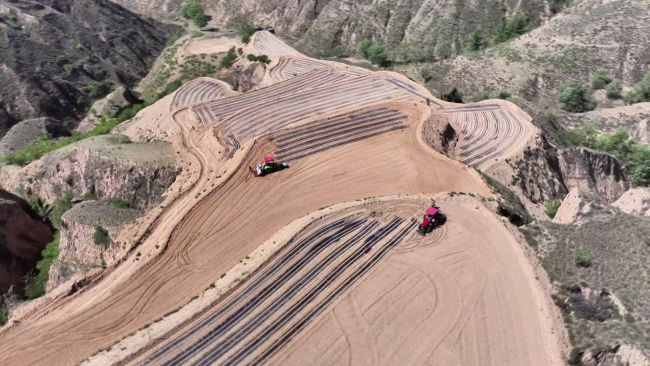 陕西府谷:“一地双收”结硕果 助农增收添活力