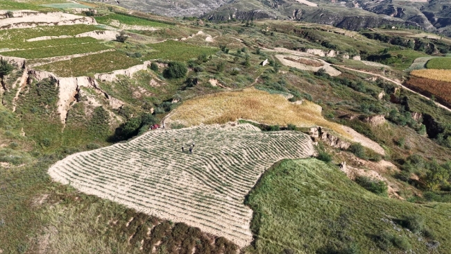 陕西神木:红葱铺绿酸枣流红 特色产业带富一方