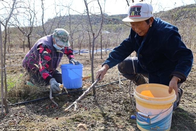 陕西神木:红葱铺绿酸枣流红 特色产业带富一方
