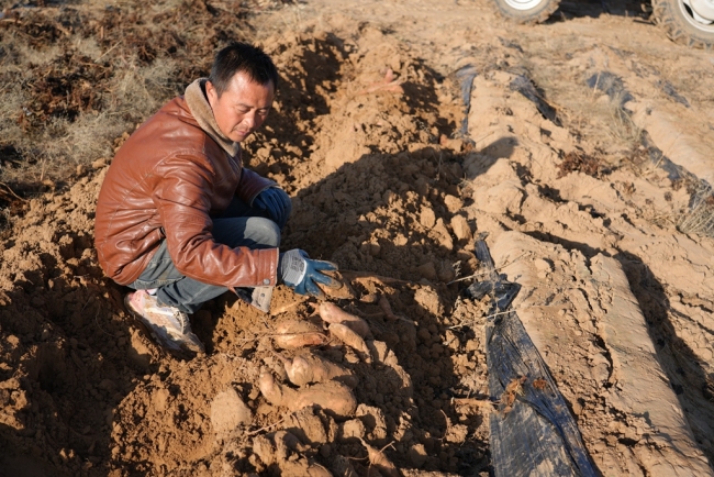 陕西靖边：产业兴 丰收甜