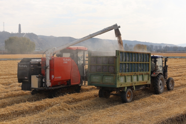稻花香里说丰年 神木市乔岔滩千亩水稻喜获丰收