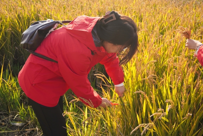 西安建筑科技大学华清学院：走出教室，触摸稻田