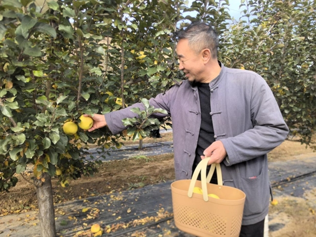 佳县举办第二届瑞雪苹果采摘节暨品鉴带销活动