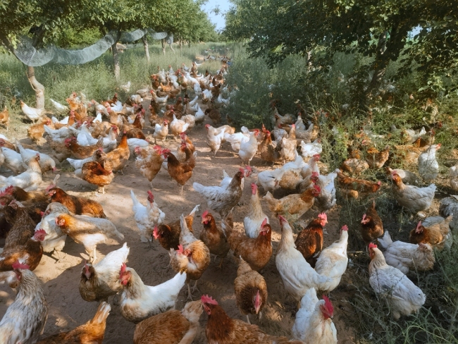 黄甫镇前园则村林下养殖基地 焦裕鹏摄